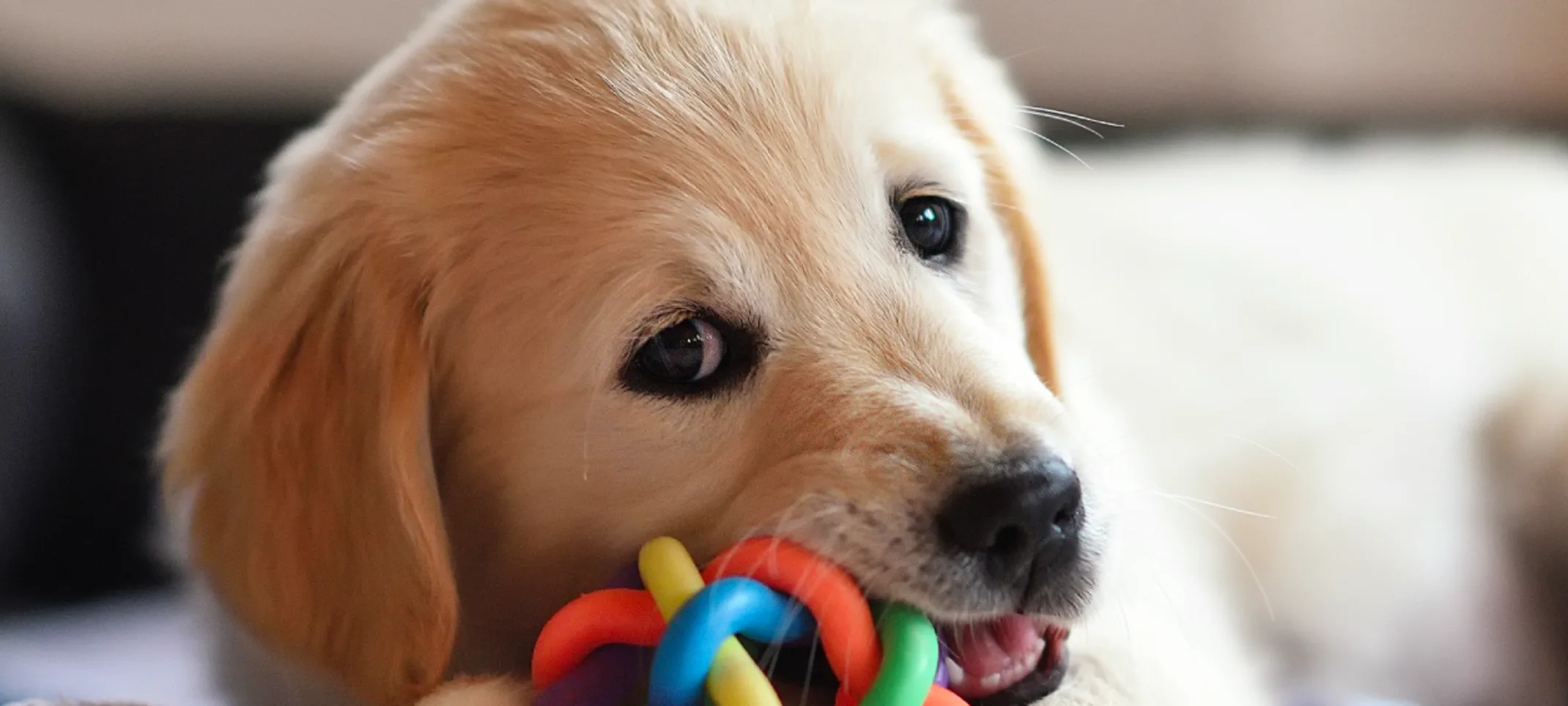 A Golden Retriever Puppy is laying on the floor chewing on their colorful ball
